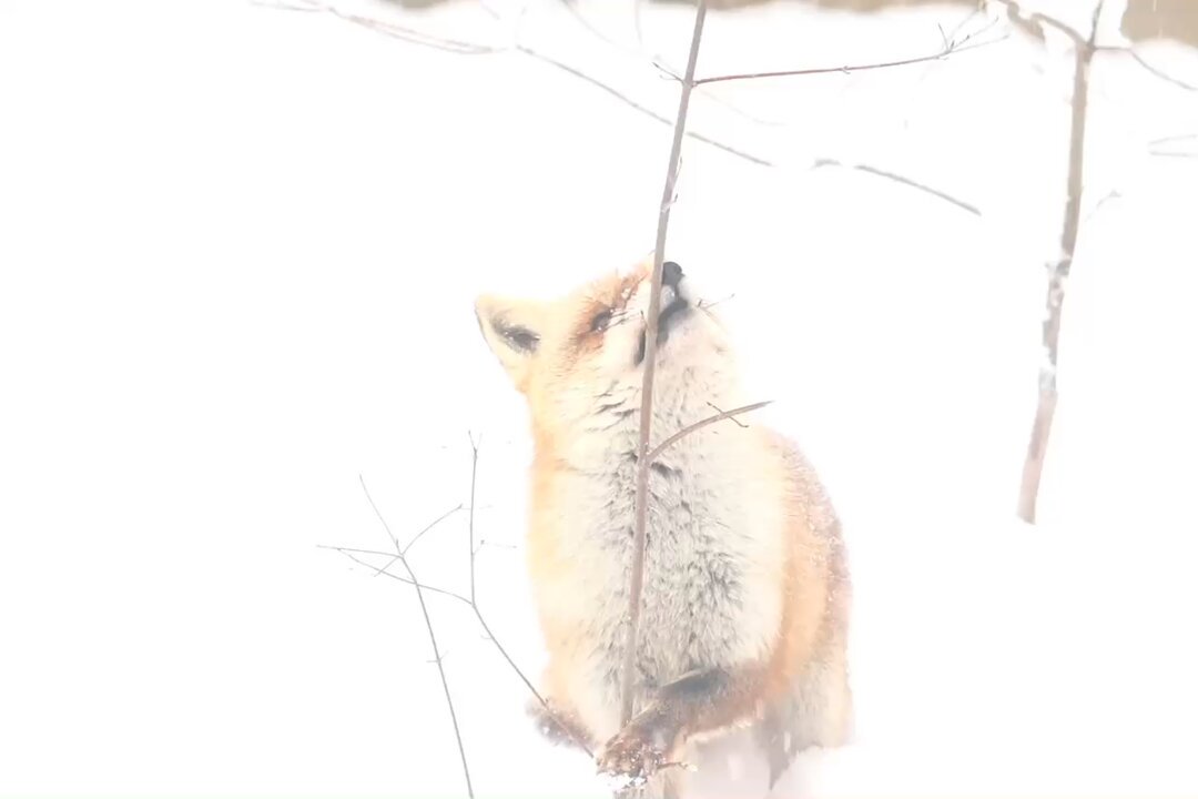 狐仙人乃弟子 トコノ オルタ on X: 