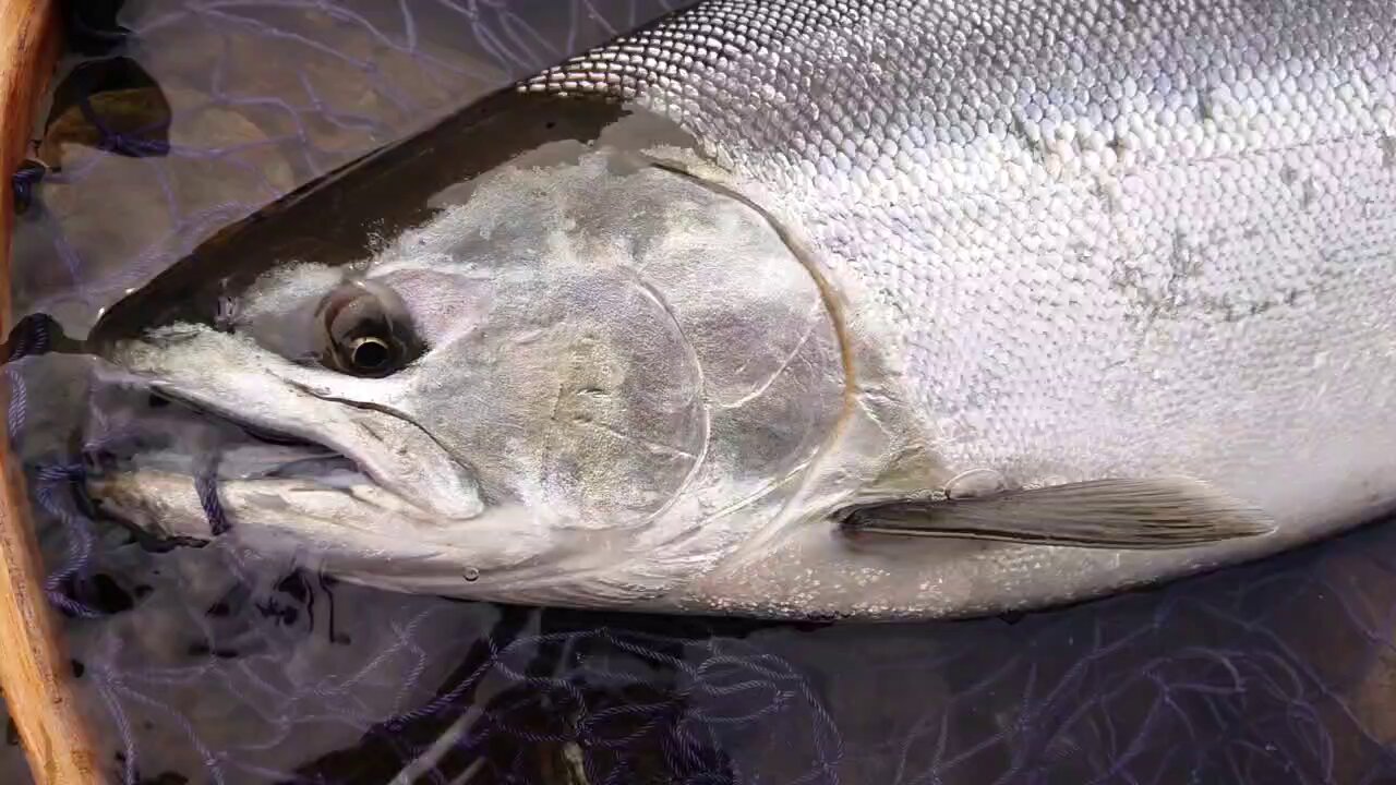 サクラマス - Search / X