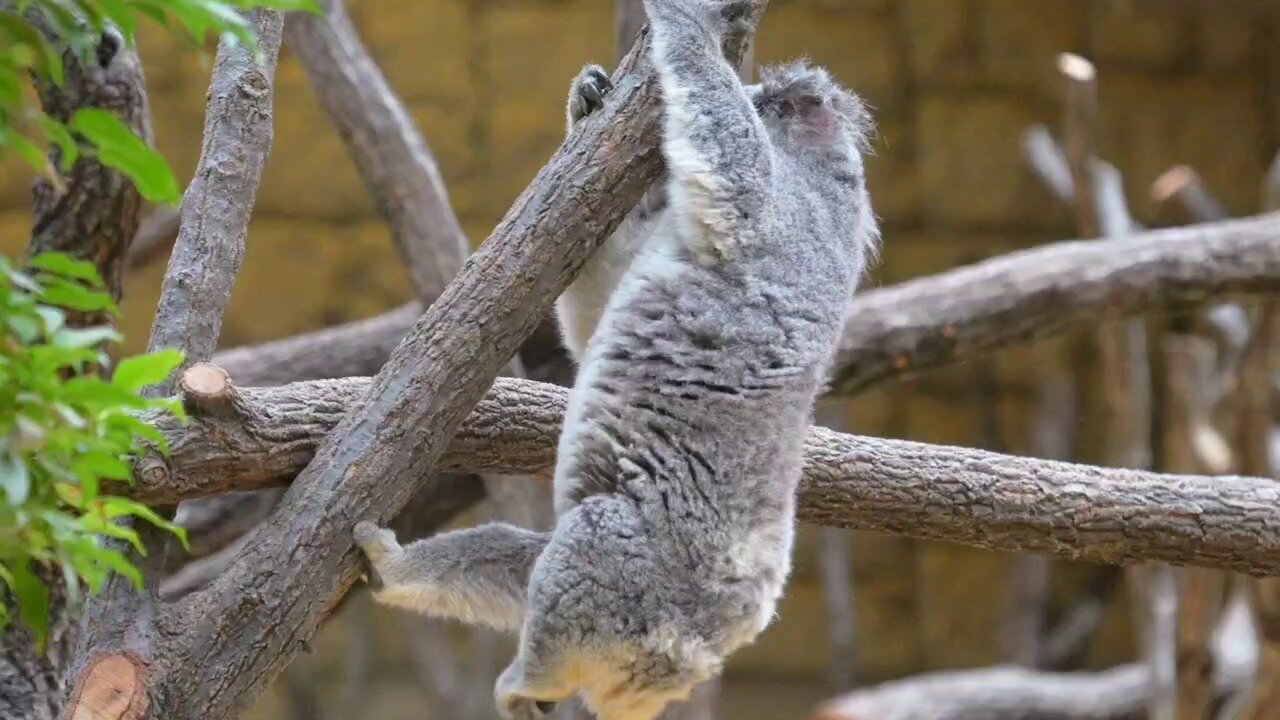 ちくわ on X: 
