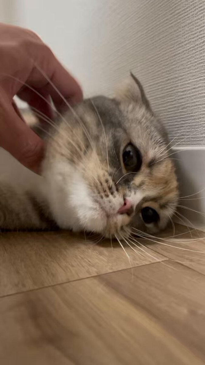 ほたてちゃん 3pq8HqmZ_200x200.jpg