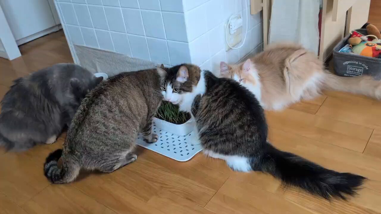 くろねこ多頭飼い 多頭飼い - Search / X