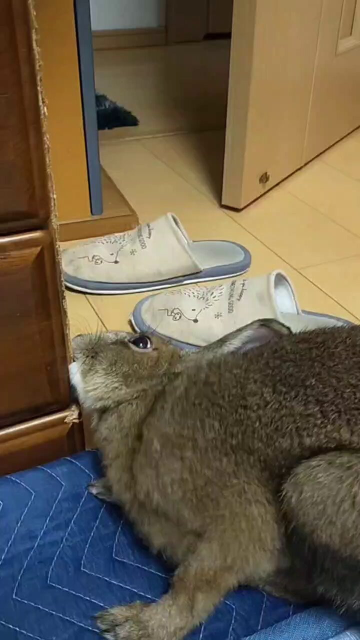 野うさぎのお迎えプランター | OOKINAWA SHOP