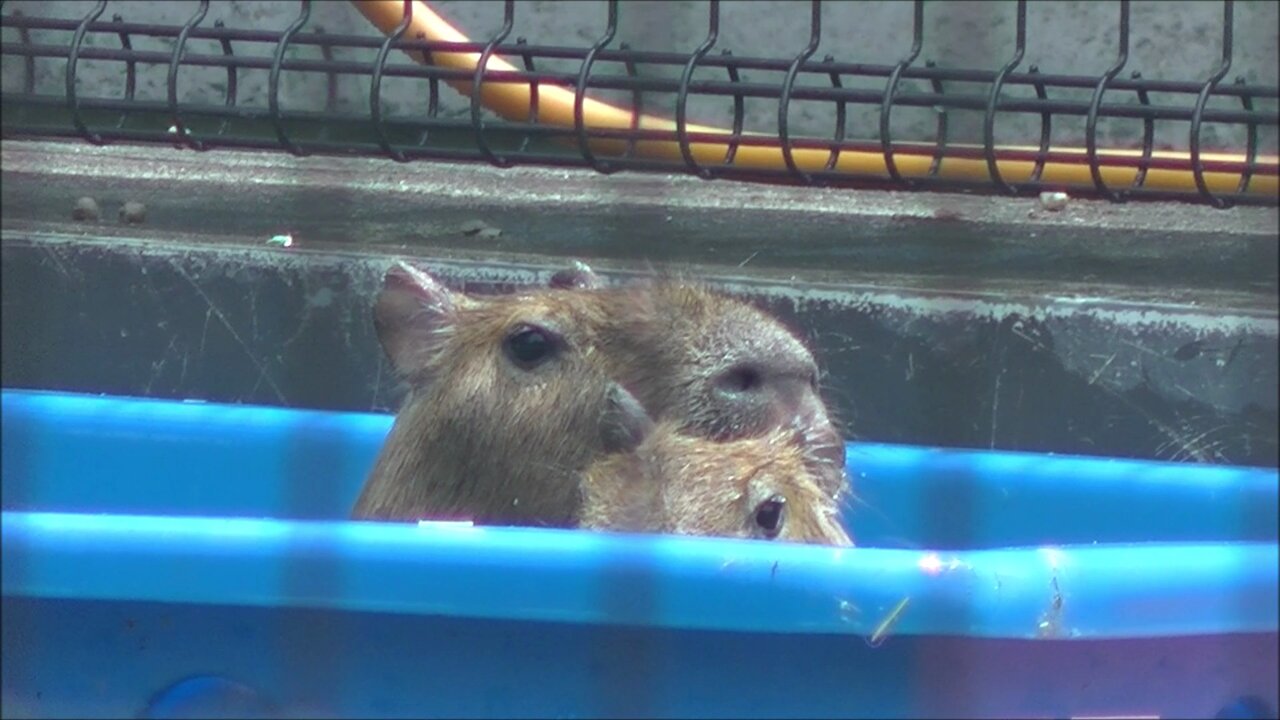 P9100421 | Capybara - カピバラ Taken at Izu Animal Kingdom