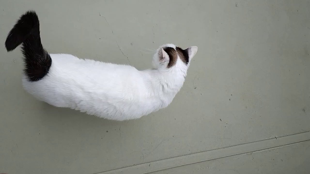 じんぱち | 横顔♡ #ねこのよこがお #エキゾチックショートヘア