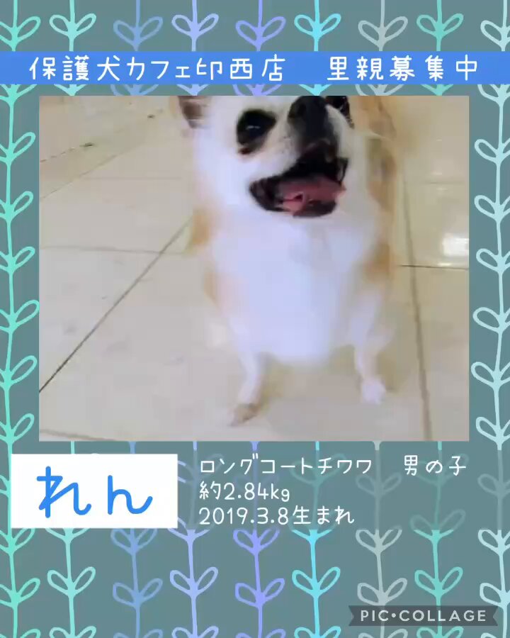 ✩のこり２再販✩J508＃睡衣趴体(PET)吾心x一木一横切り売り海外人物マステ ✩のこり2再販✩J508＃睡衣趴体(PET)吾心x一木一横切り売り海外
