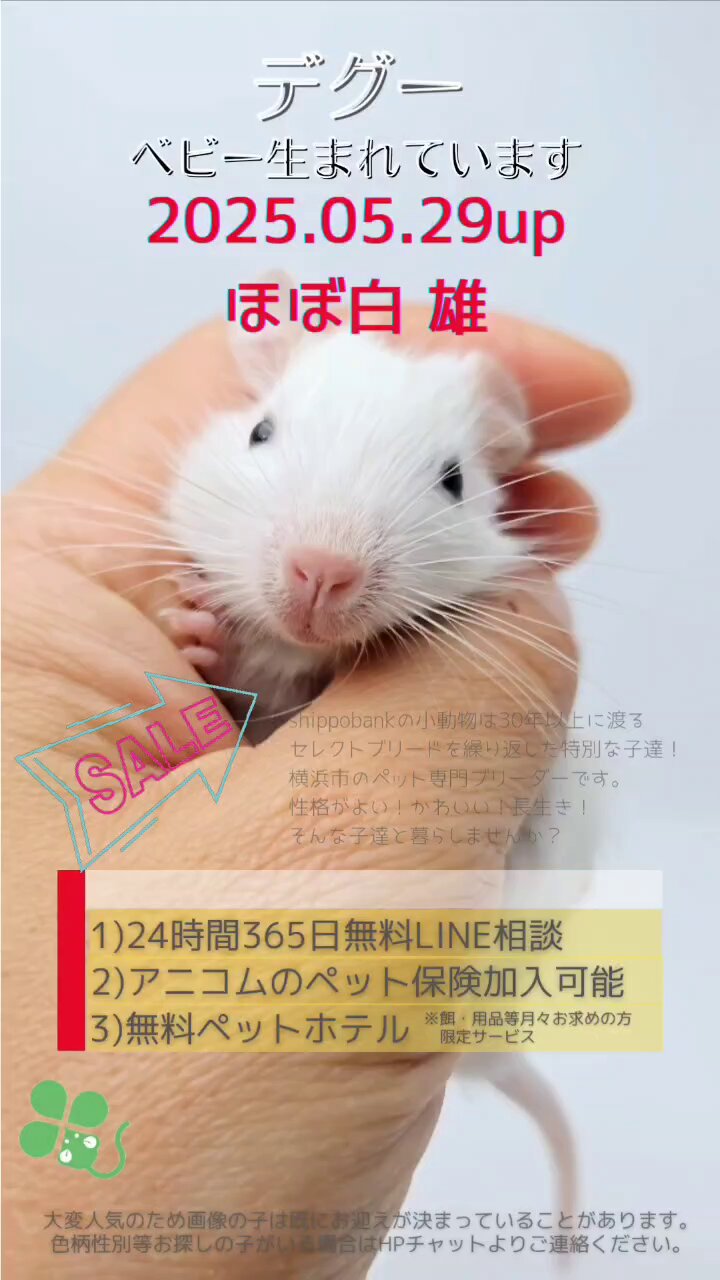 ホウ　【希少】マイセン　仔ネズミ　ハムスターフィギュリン　ヤングアニマル ホウ 【希少】マイセン 仔ネズミ ハムスターフィギュリン