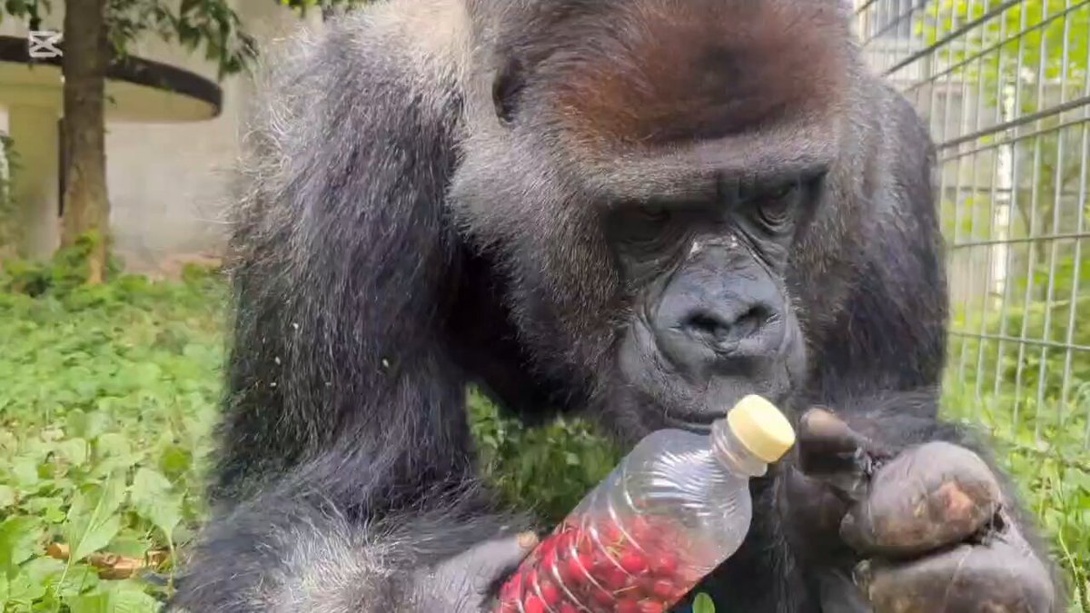 ゴリラの春2 Gorilla】 ゴリラ（ニシゴリラ）のモモタロウ一家・Vol.55
