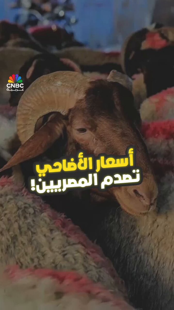 كاميرا CNBC عربية ترصد أسعار الأضاحي في الأسواق المصرية؟. المزيد في حلقة جديدة من #بالمصري 