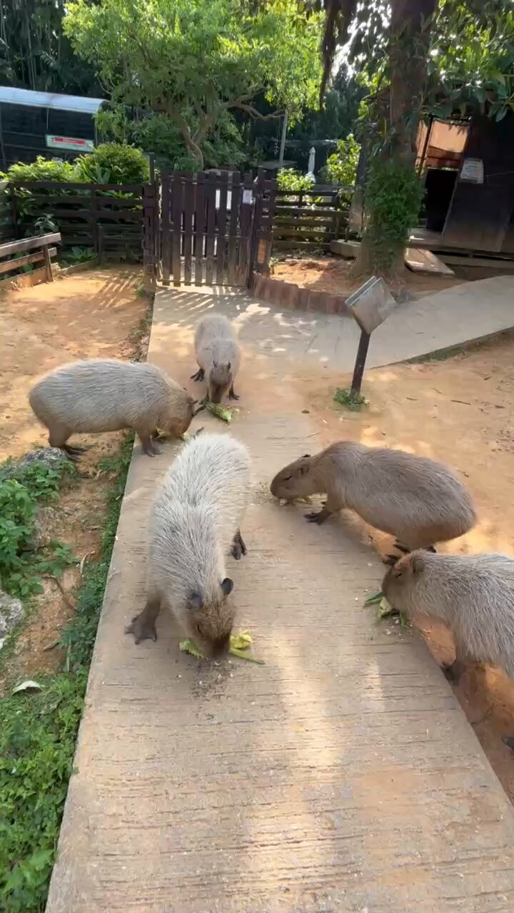 ぬいぐるみ カピバラ 大サイズ 美らヤシパークオキナワ 東南植物