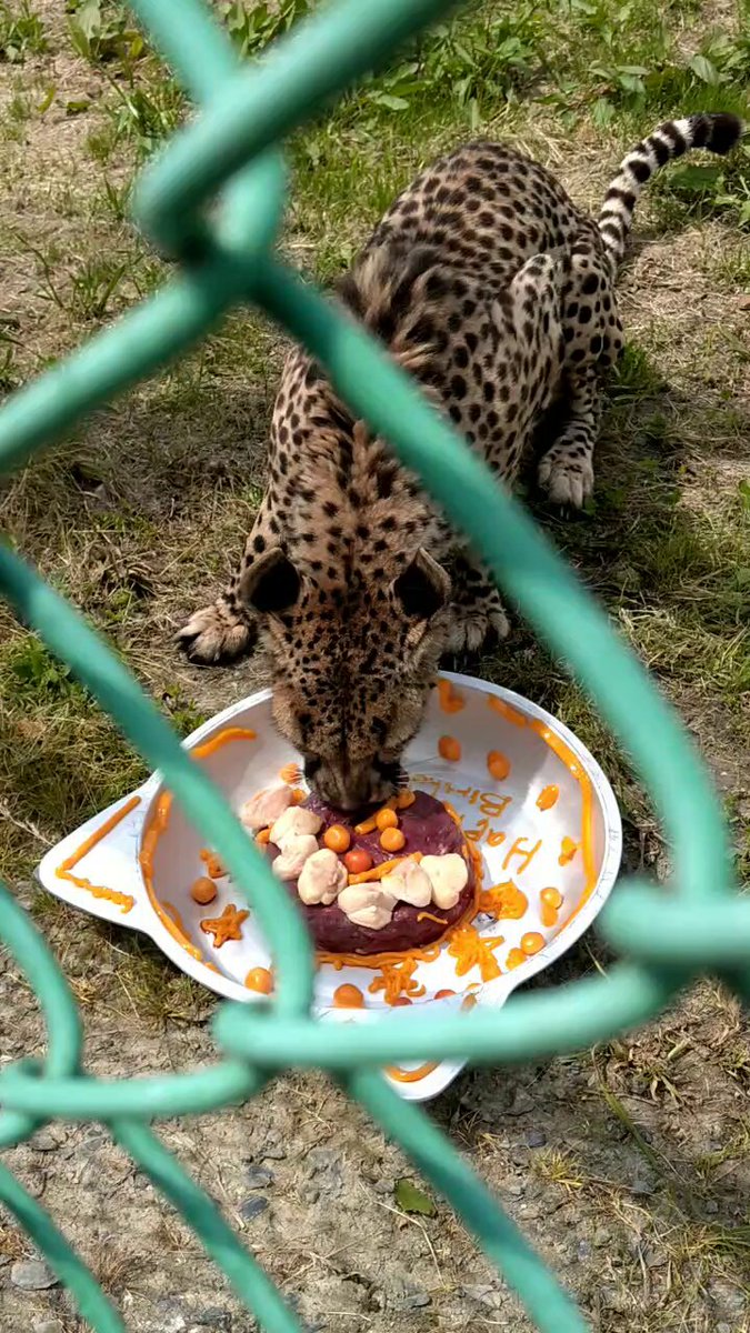 チータ - Search / X