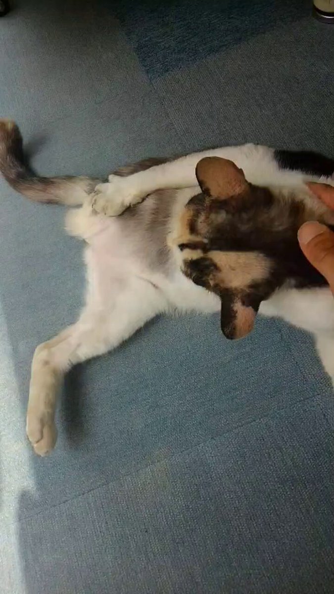猫ちゃん ニコアンド 猫ちゃん 合皮ポーチ niko and… スコティッシュ