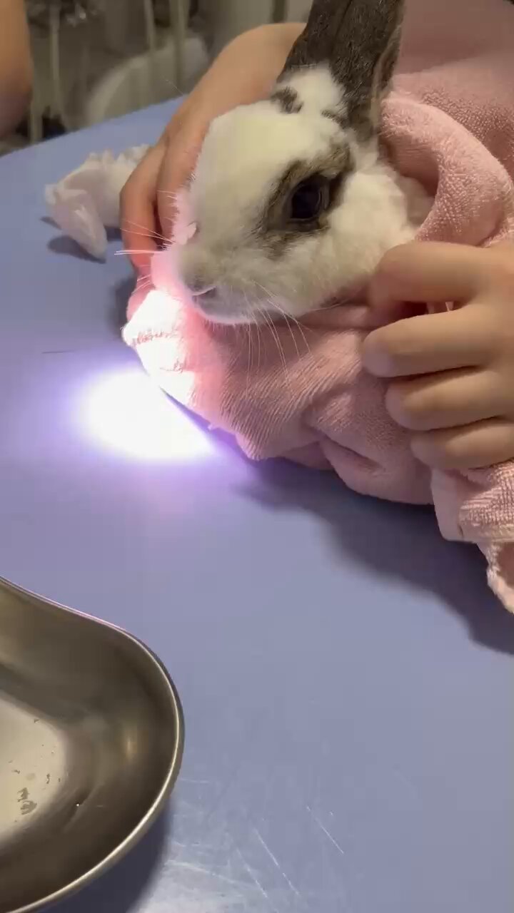Venus+Bugsi🐰 🇺🇸Rescued Bunny/US元保護うさぎ🇯🇵東京移住