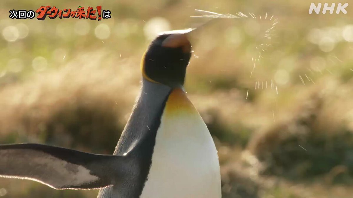 ダーウィンが来た! 生命大進化 第1集 生き物の原型が作られた