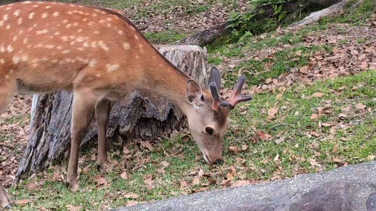 レジンミニチュアポット バンビ 小鹿 アニマル ミニ鉢 動物
