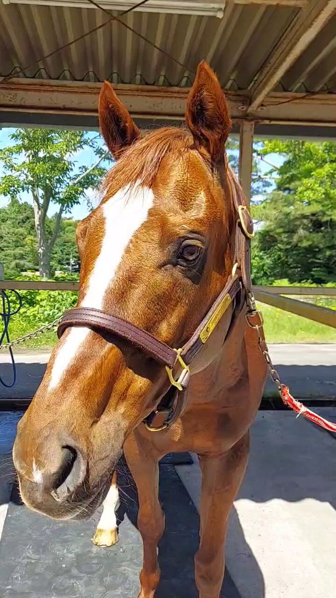 競馬 引退品 引退馬ポストカード(5枚)会報誌 | 高知県須崎市 | ふるさと納税