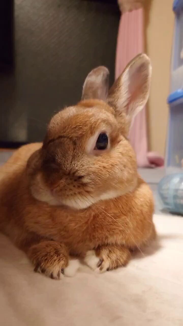 新版 ウサミ🐰 on  X: シャンプー