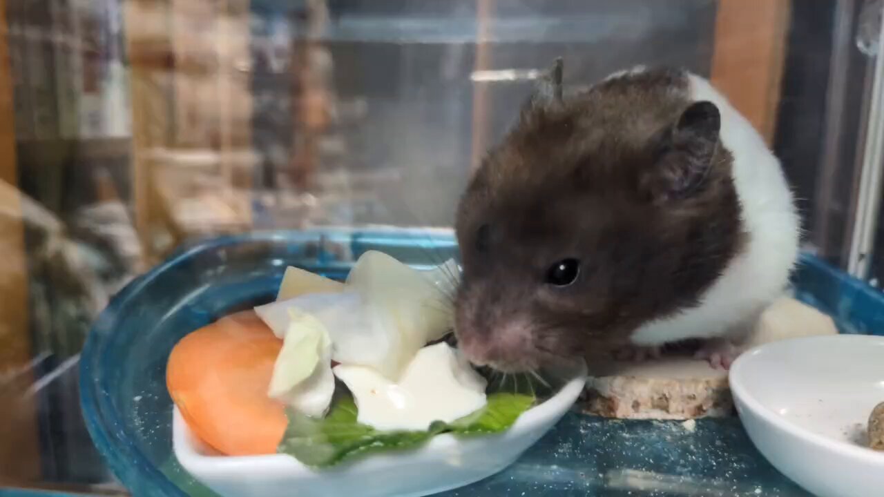 Qoo(*´꒳`*) ＋ねずみ ネズミ - Cerca / X