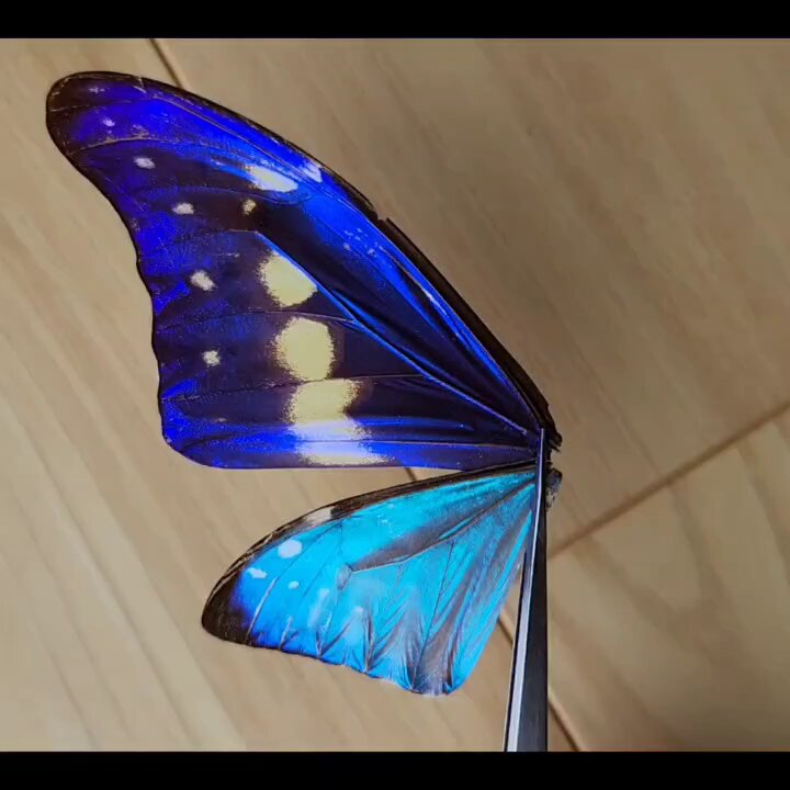 🦋ももすけ🦋【本物の蝶の羽でアクセサリー作る人