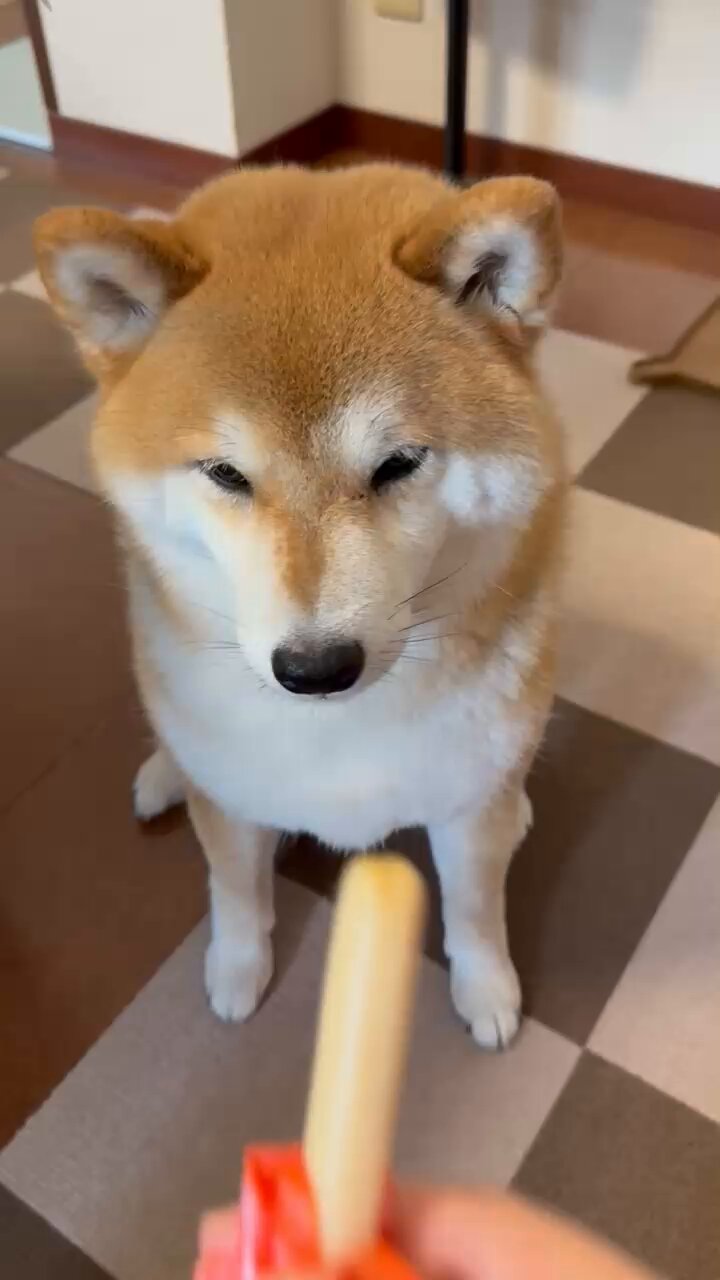 楽天市場】犬 柴犬 ティーポット 茶こし付き かわいい 急須 お茶