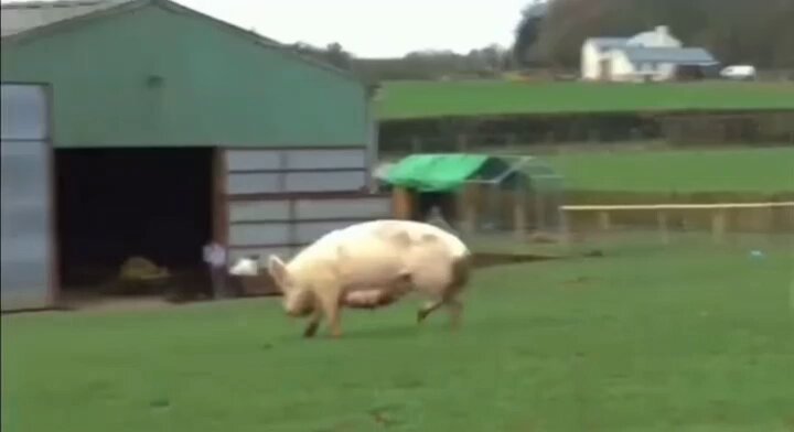 動画サムネイル