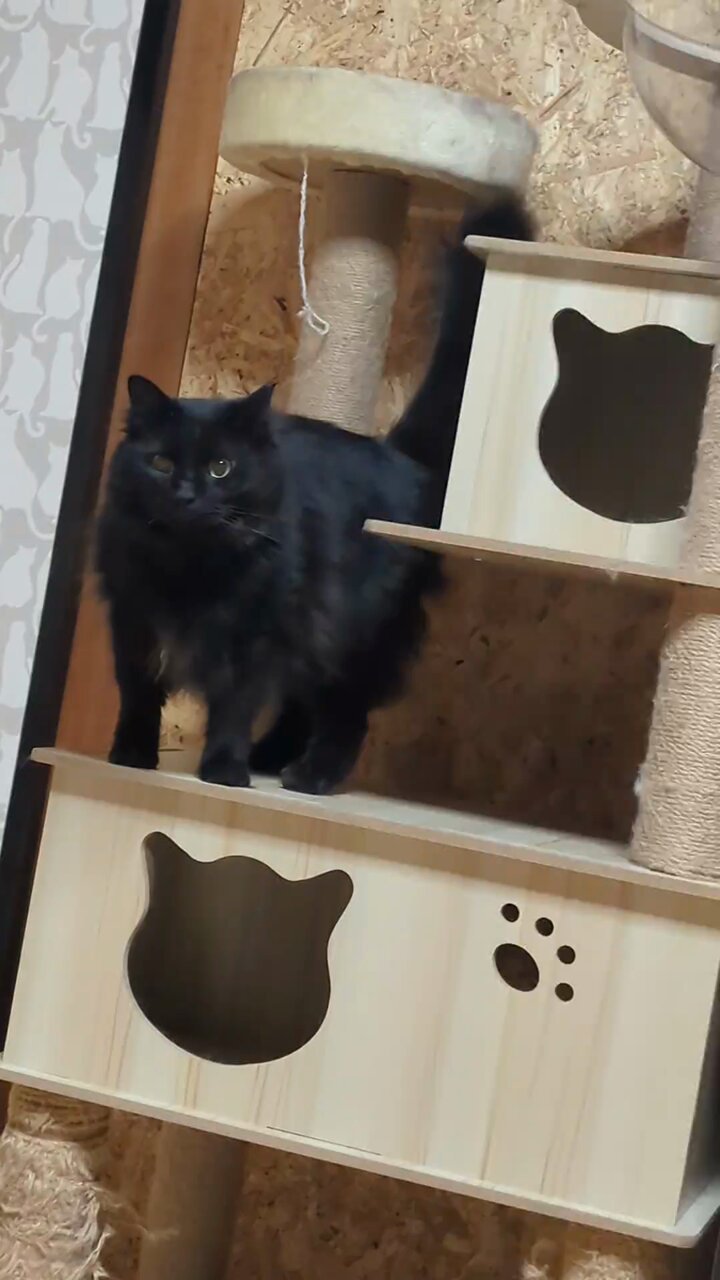 I was so busy paying attention to my injured older cat that