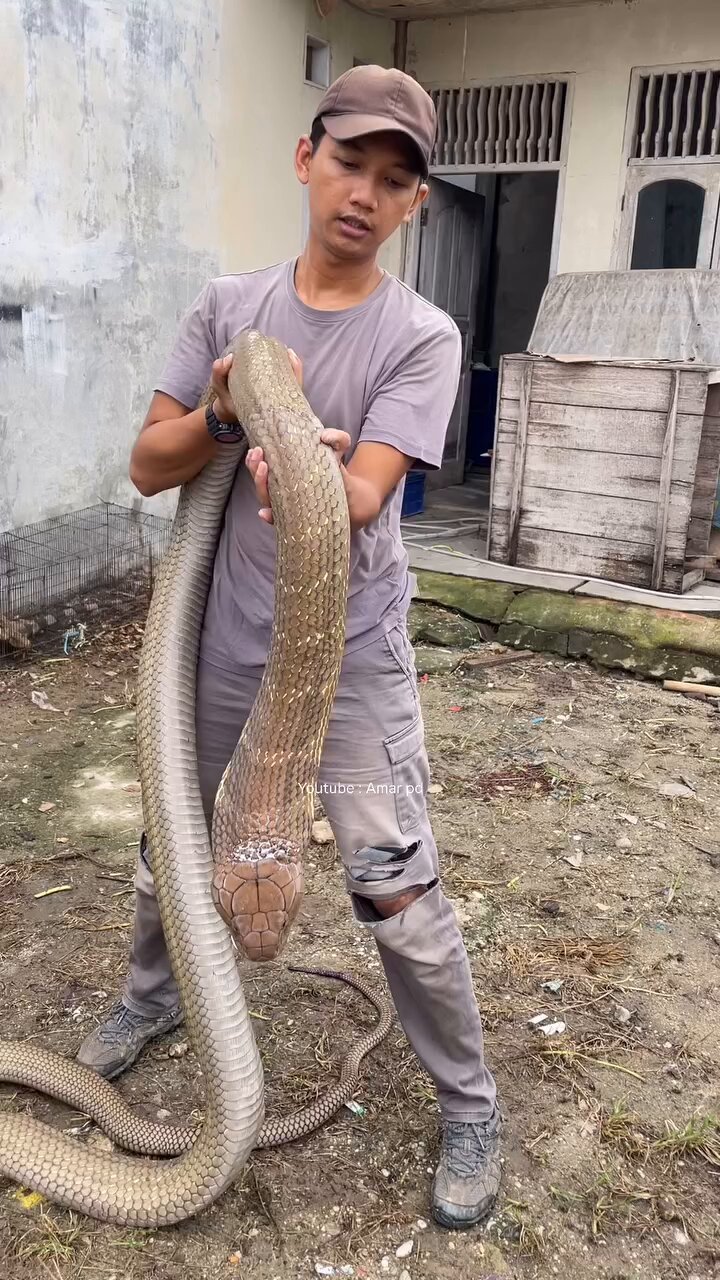 Yogesh Kumar on X: "Indonesian Monster King Cobra 📹amar_pd https://t.co/icNECdDB6d" / X