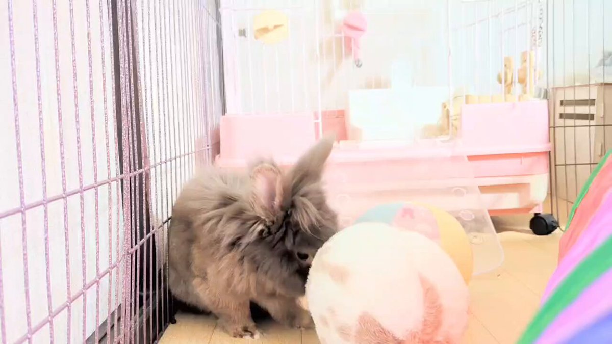 蓮見ちゃむ🐰🐴🦄✨ on X: 