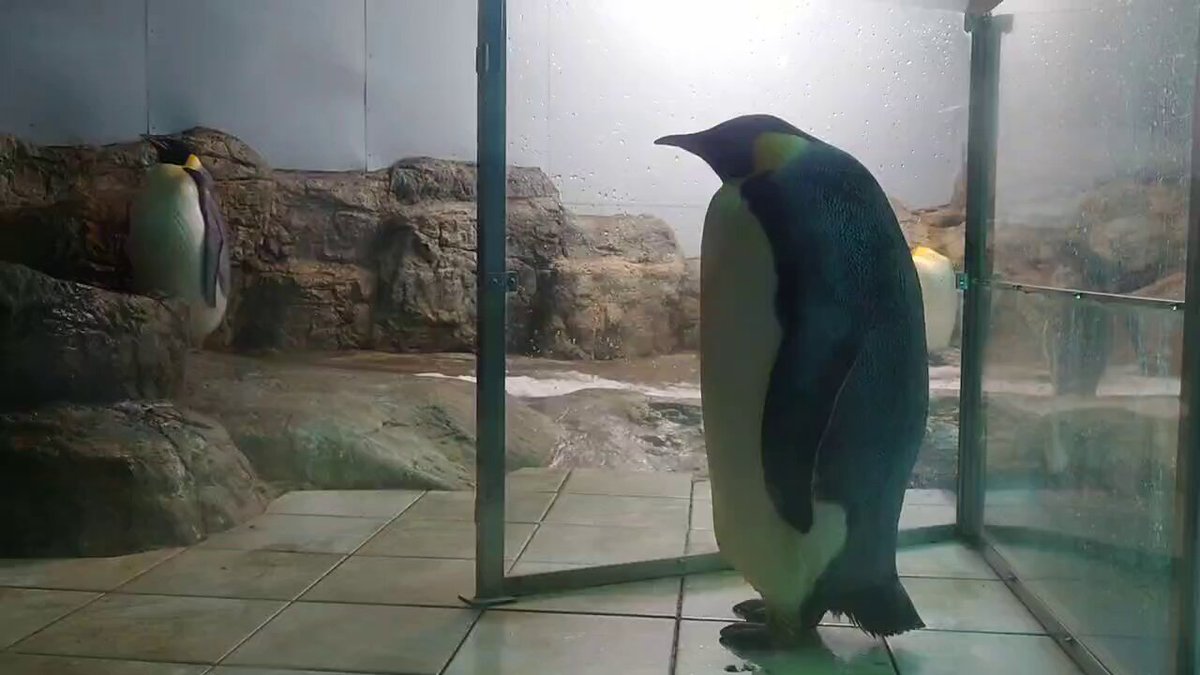 ペンギン村！ The Cliffside Penguin Village 崖上のペンギン村LIVE 2025年6月