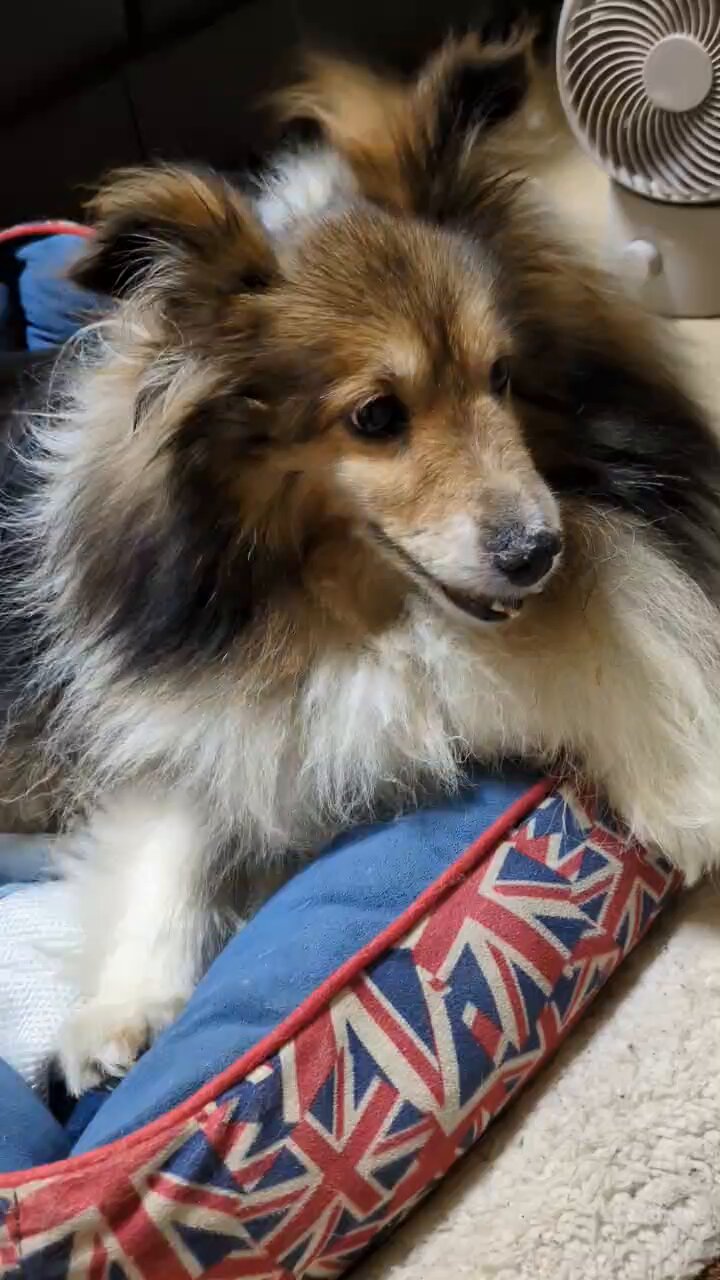 Multiple pets] I think it's too late I'll tell you what I
