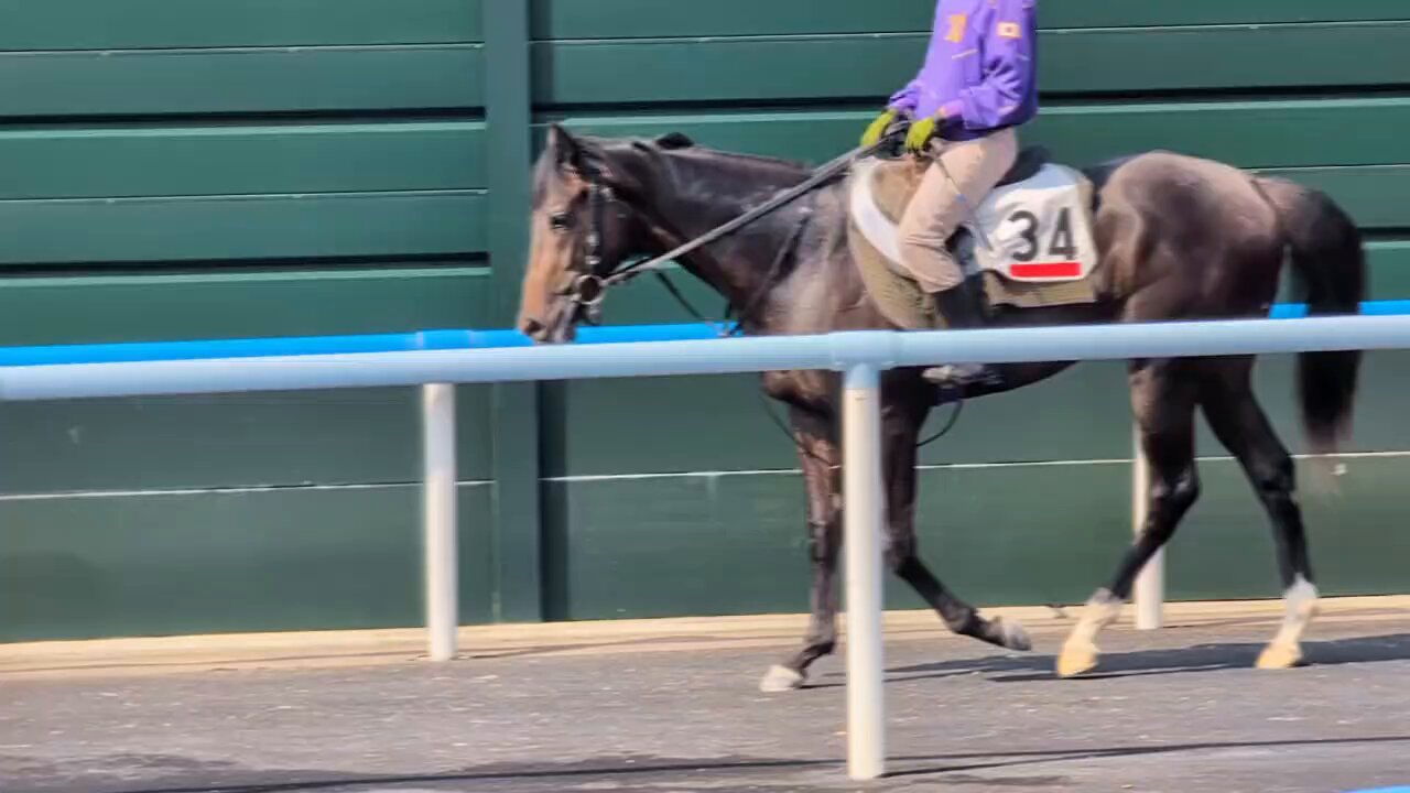 勝馬 競馬専門紙インターネット競馬新聞 on X: 