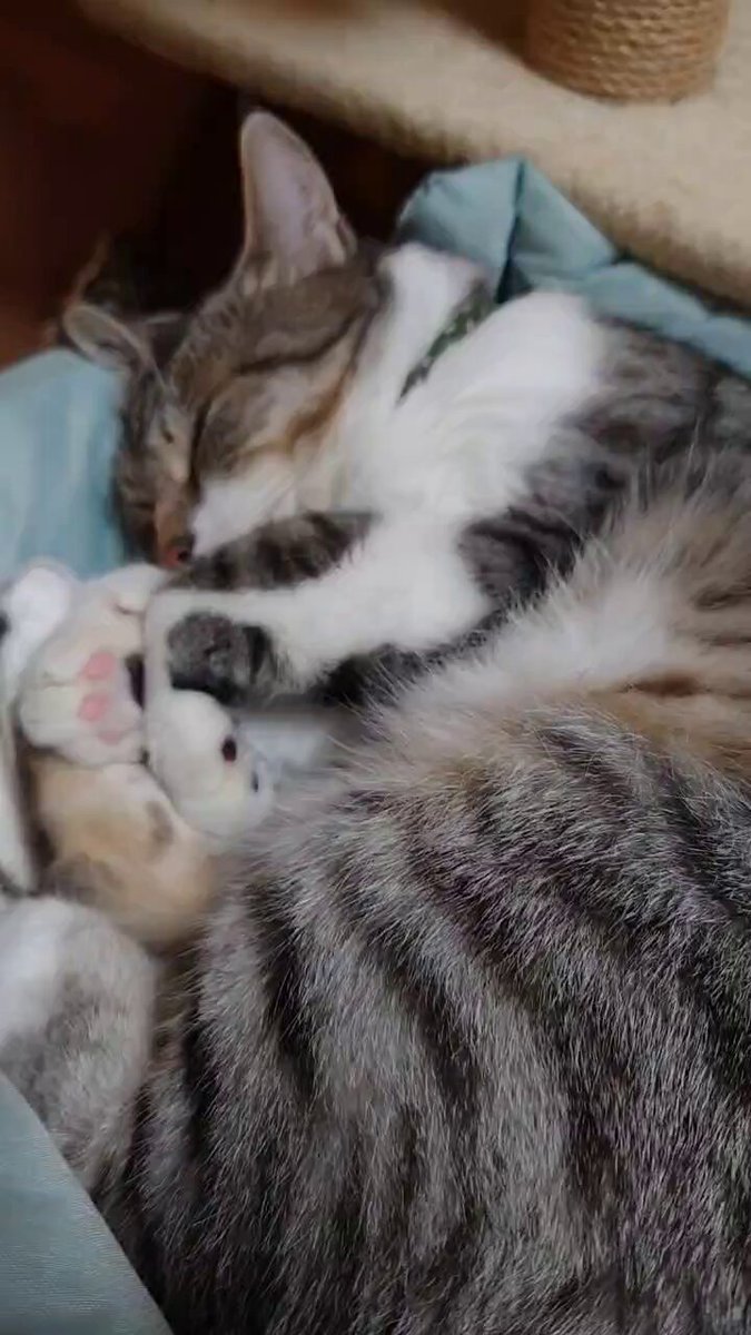 にゃかさん。ご確認お願いします♡ 里親募集中！！ 🐱こにゃん 🐈‍⬛ちびくろ 5歳の女の子姉妹です