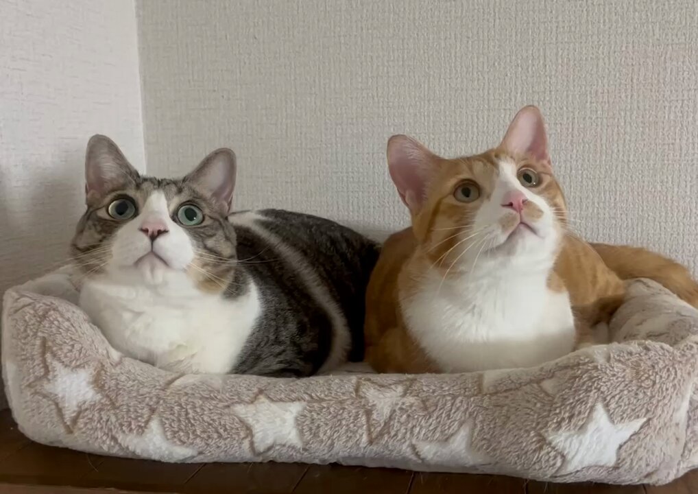 ぴんく♡ぷーどる様♡ありがとうございます♡ ꕥみうꕥ on X: 