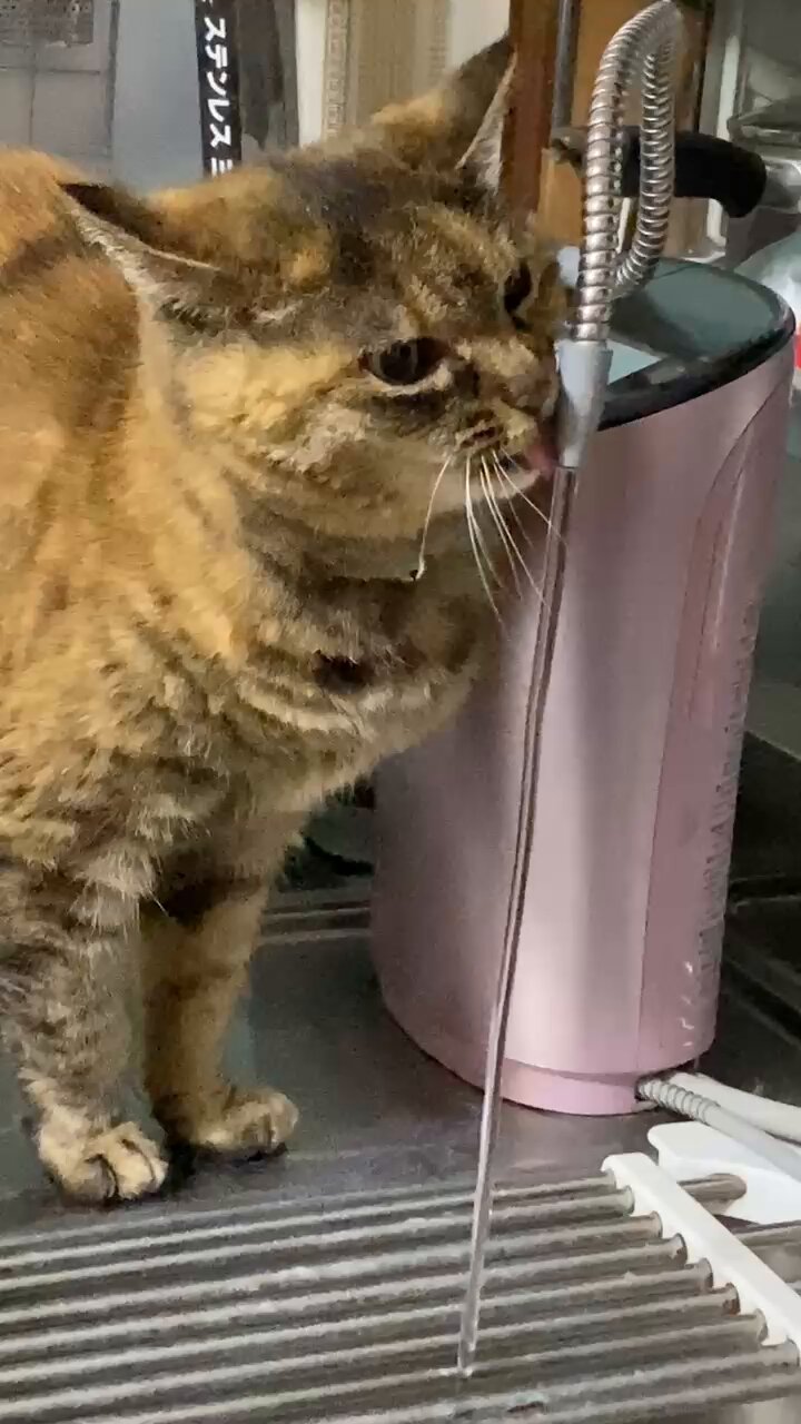 ねこ先輩 on X: 