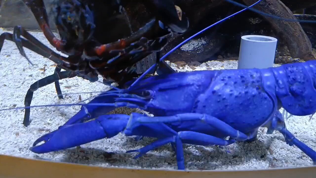ザリガニページです。 若いニホンザリガニみにきてね - YouTube