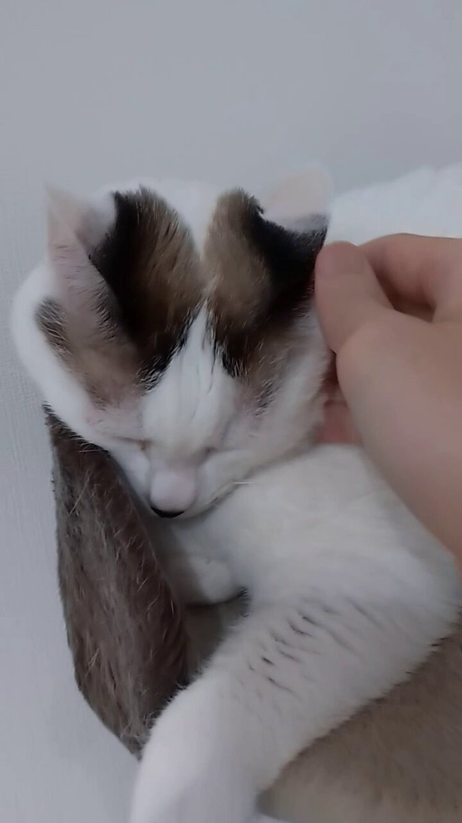 JXK Studio 1/6 JXK003 猫 ネコ チャイニーズ キャット 4種