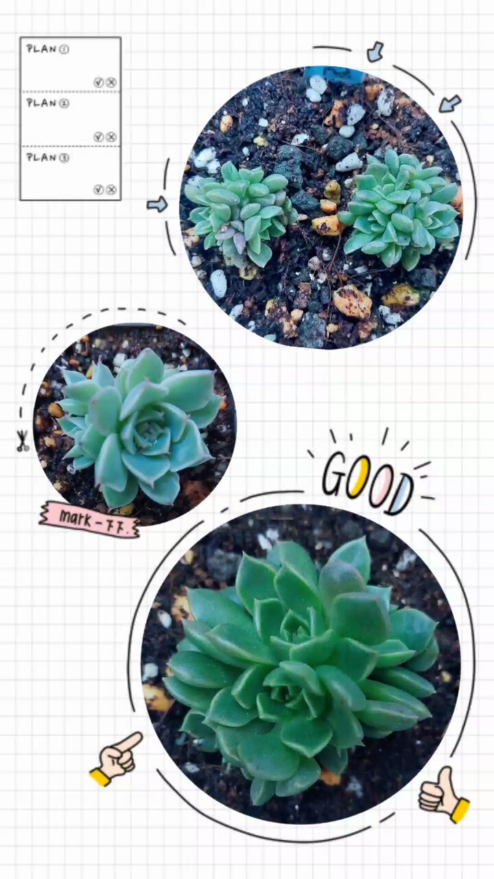 専用！多肉植物^o^ 希少❣️葉挿し赤ちゃんマーガレットレッピン錦