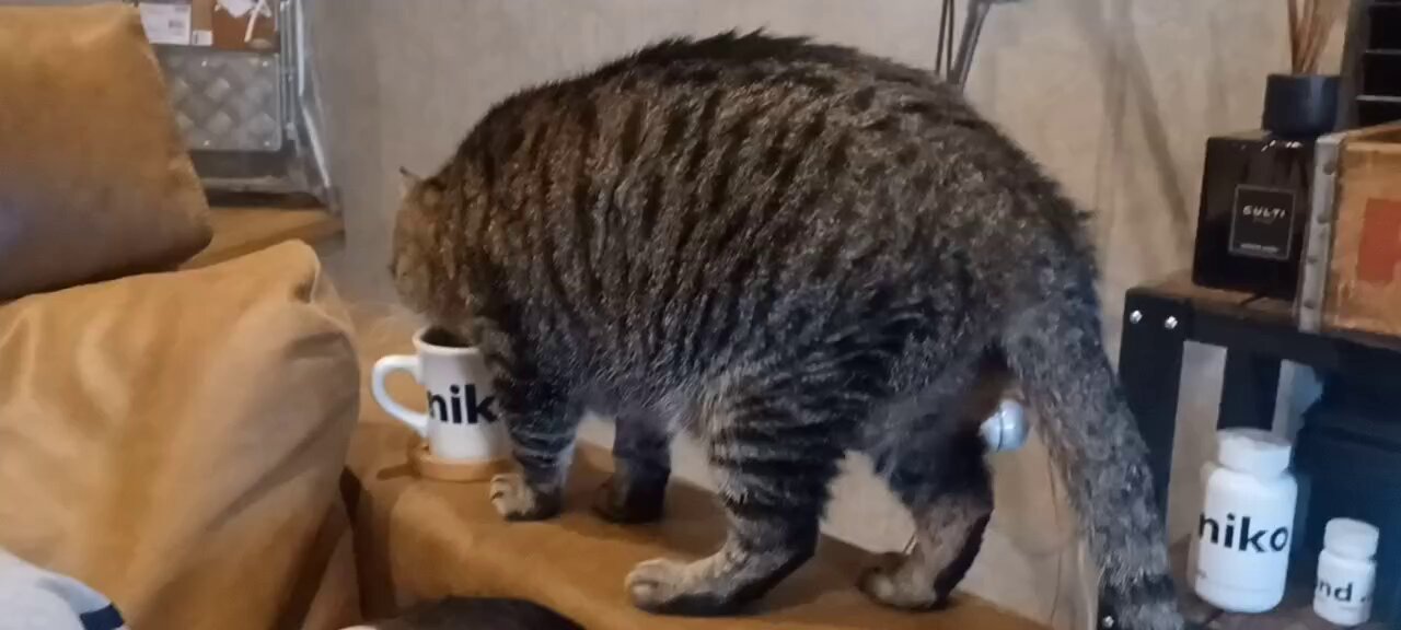 佳　泥棒猫 みにら日記】泥棒猫を見つけたので緊急生配信！！！ - YouTube