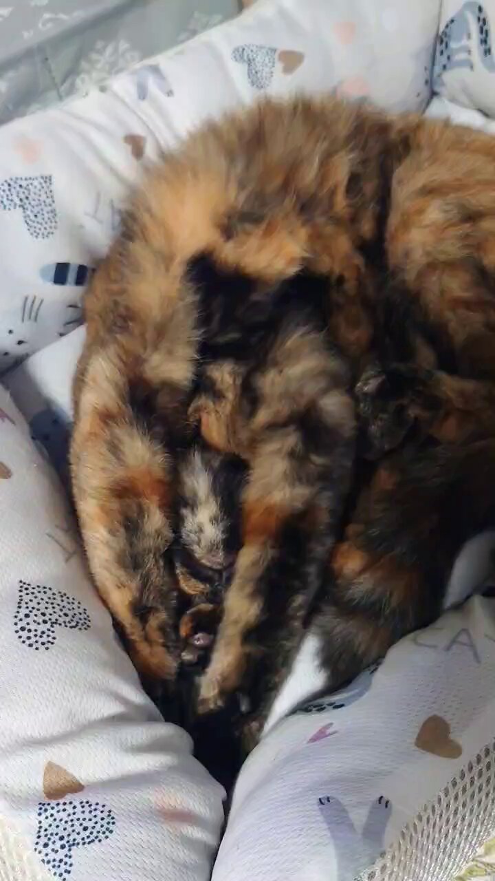 猫派 Amazon.co.jp: Sweeml 風水 水晶 猫 クリスタル 置物 開運 金運