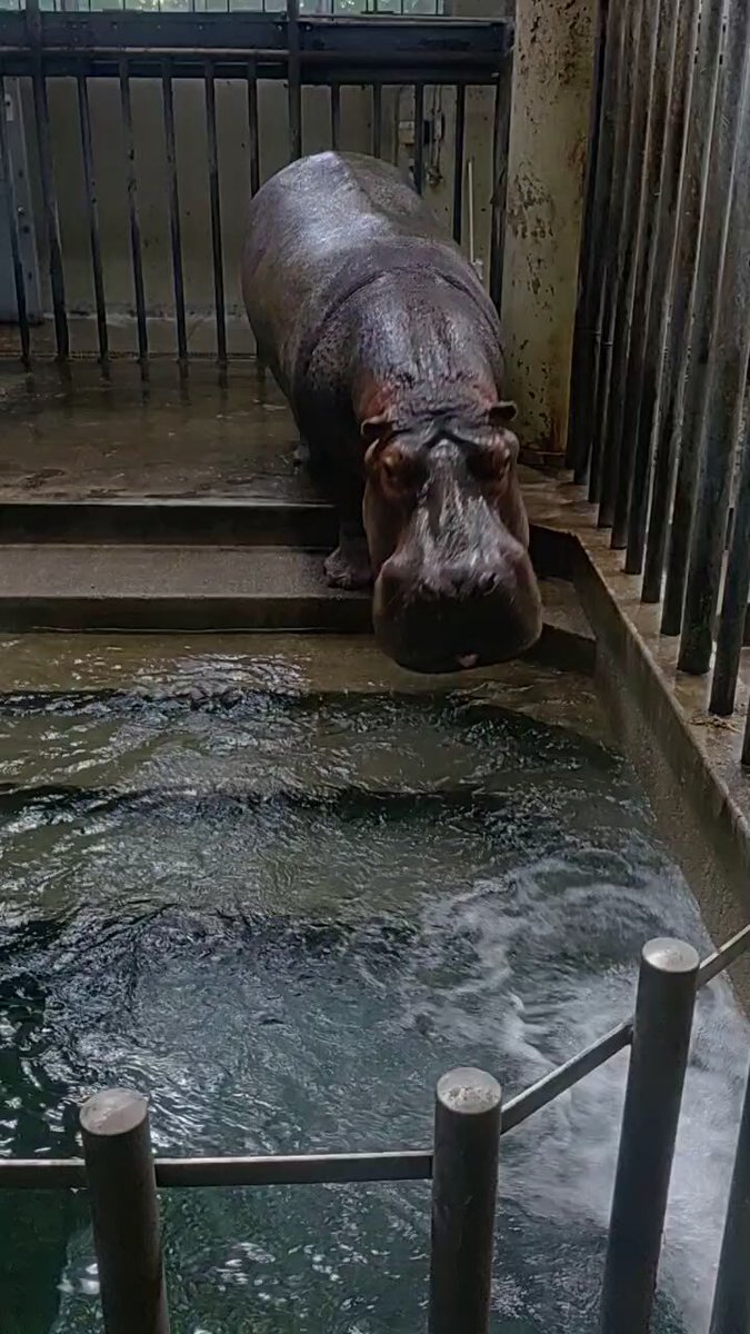 ヘレンド【大人の動物園】カバ