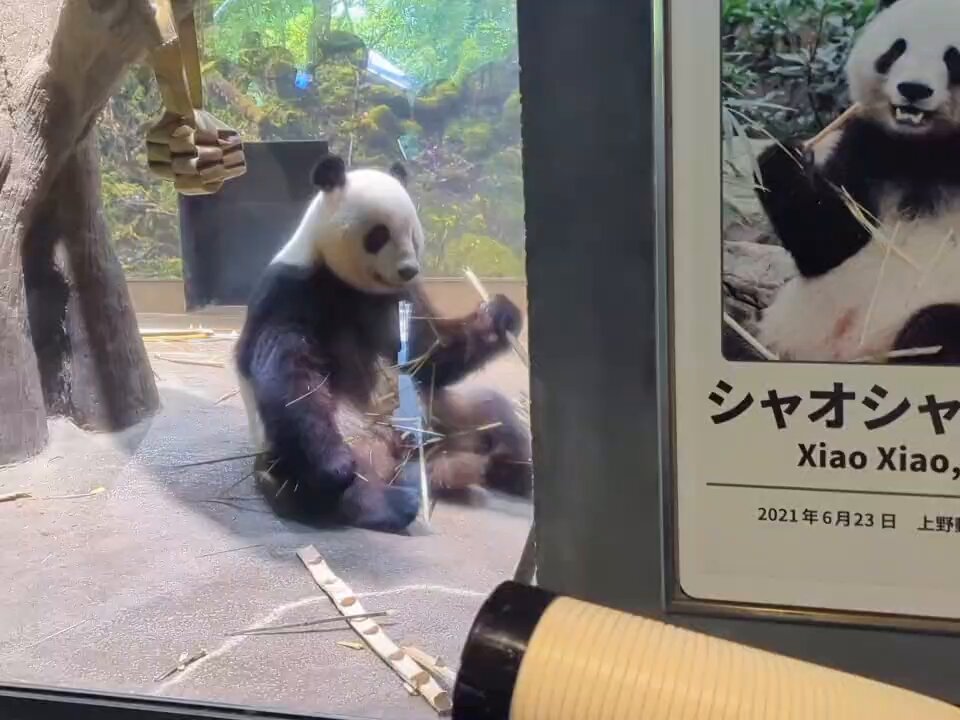 楽天市場】パンダ フィギュア かわいい 52TOYS BLINDBOX PANDA