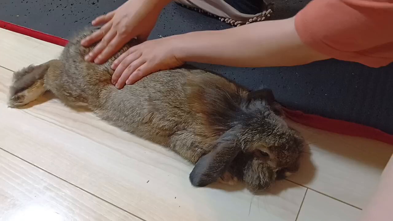 うさぎ 長くいっしょに生活しているのに・・・未だに警戒される瞬間