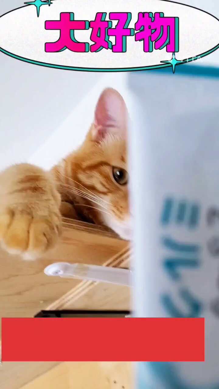 猫恩(NEON)👑DBD配信休止中(多忙につき当分お休み