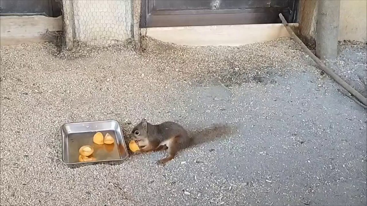 * vintage squirrel ♡ ハートと一緒の 可愛い リスさん リスさん♡ Squirrel」のアイデア 87 件 | リス, かわいいリス