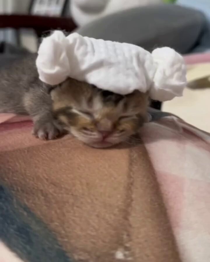 ねこ肯定感抱き枕 Mサイズ【全3種】 – 鎌倉ねこサロン