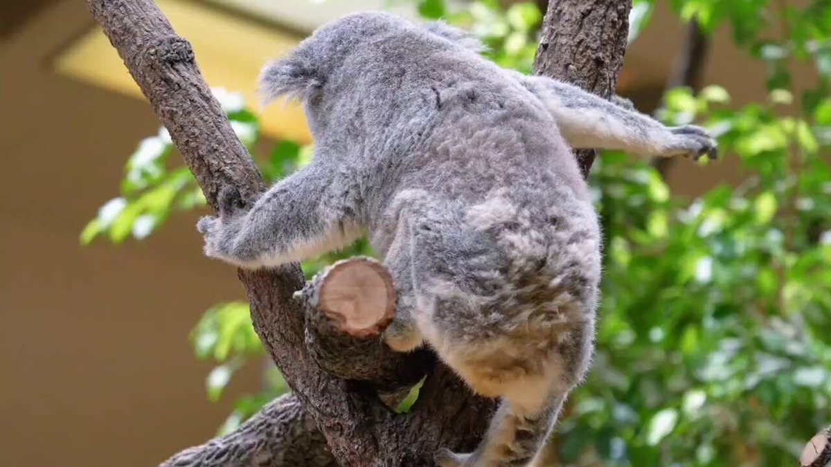 🐨やしじゅん🐨コアラー(2025もコアラ年) | カイカイしまつよ