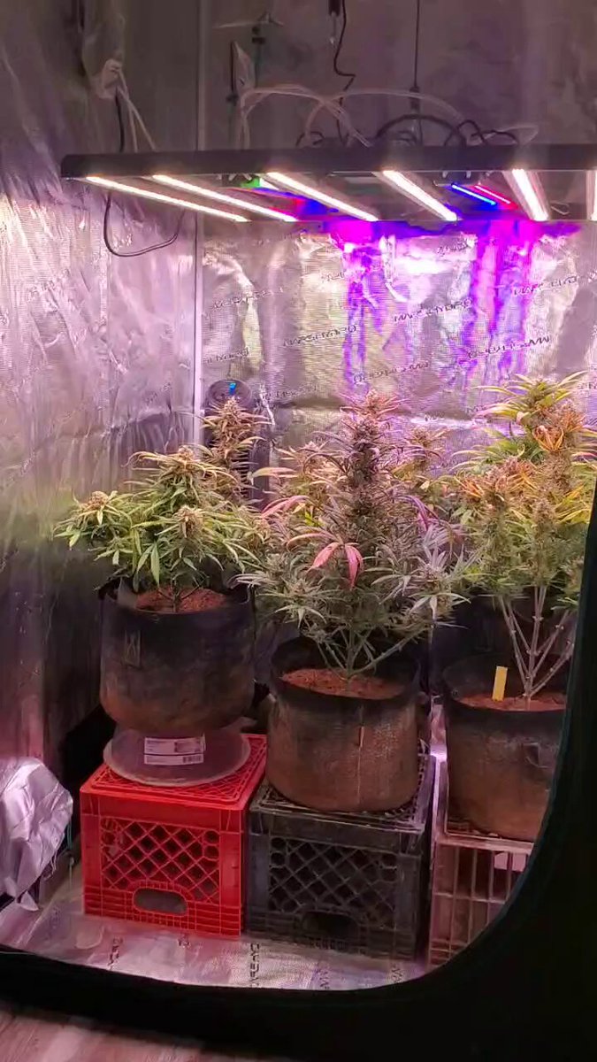 Medical Grower 420 🇺🇸 on X: 