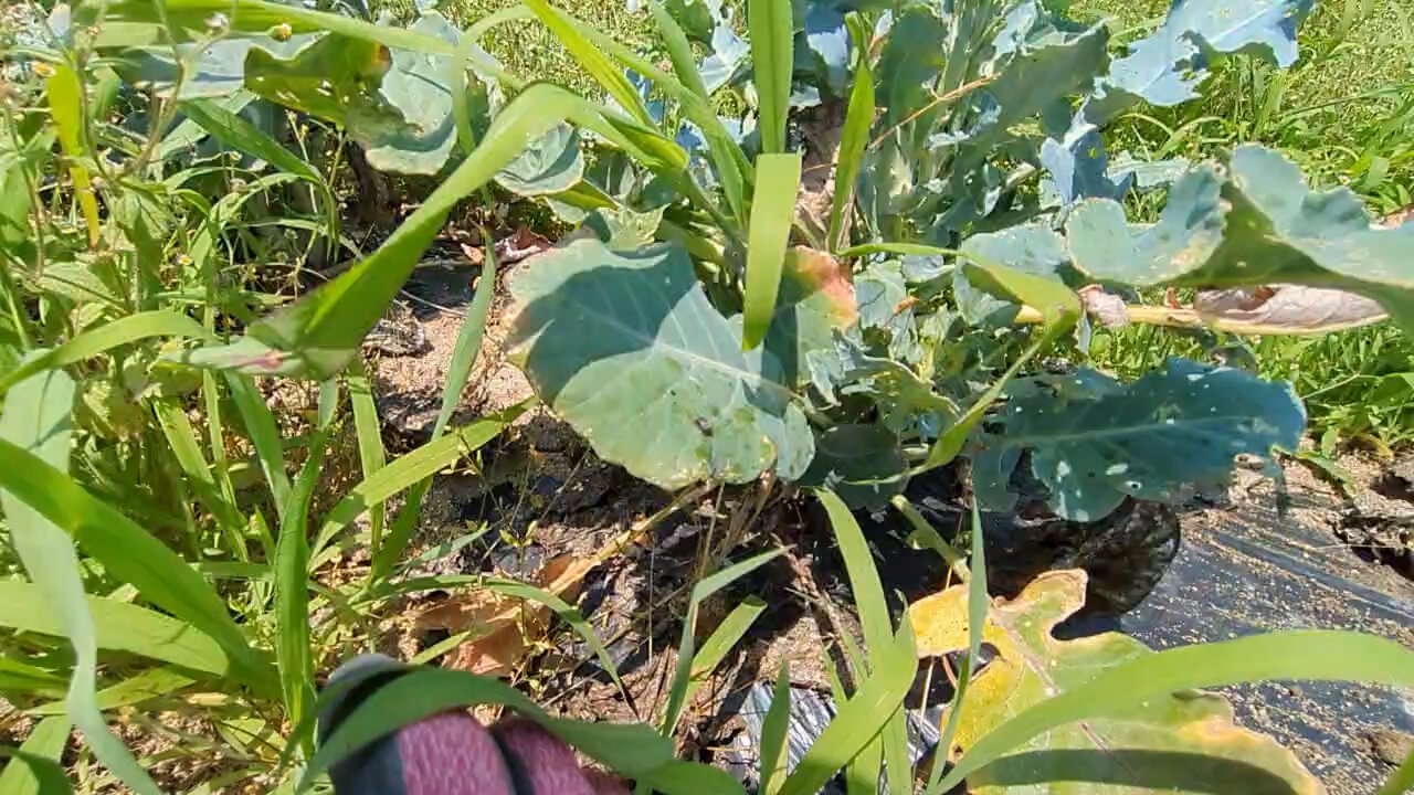 農薬不使用〜にこファーム〜ページ アファーム乳剤｜シンジェンタジャパンの農業用農薬（殺虫剤