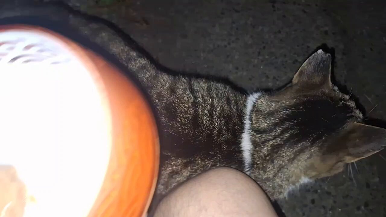 Amazon.co.jp: JEKCA ねこ 07S-M02 : おもちゃ