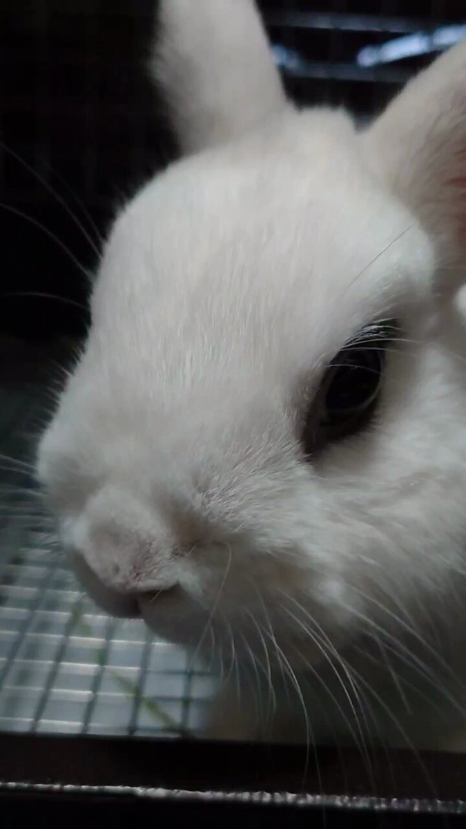 BuNNY TRAP/ﾎﾞｰﾏｽ60 D21.22⋆ᙏ *✨️ on X: 