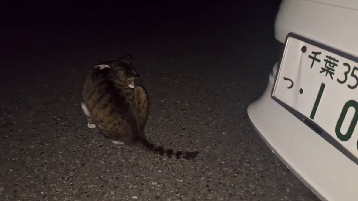 ねこ バリバリボウル ホログラムホワイトAmazon専売 | 猫壱（necoichi）
